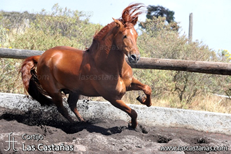 Caballo español semental: Habanero MJ